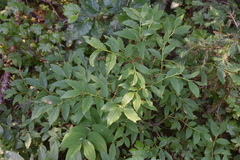 Vaccinium membranaceum
