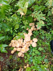 Armillaria borealis