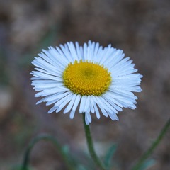 Erigeron neomexicanus