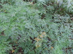 Lomatium dissectum