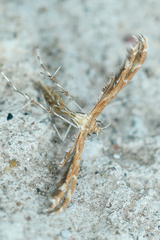 Oxyptilini