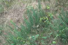 Ulex europaeus