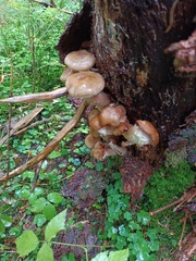 Armillaria borealis