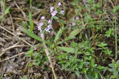 Thymus serpyllum