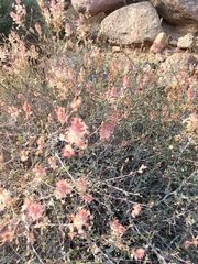Dyerophytum africanum