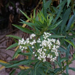 Baccharis salicifolia