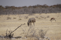 Equus quagga burchellii