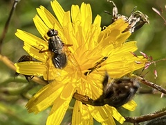 Eriothrix rufomaculata