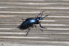 Meloe violaceus