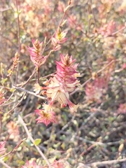 Dyerophytum africanum