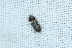 Heterocerus fenestratus