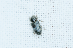 Heterocerus fenestratus