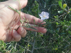 Convolvulus