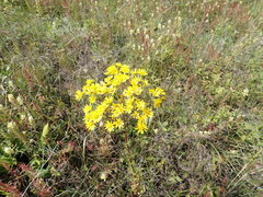 Jacobaea