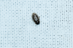 Enochrus