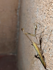 Mantis
