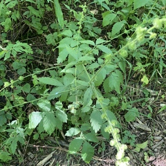 Agrimonia gryposepala