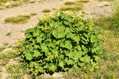 Alchemilla