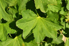 Alchemilla