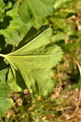 Alchemilla