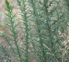 Ulex europaeus