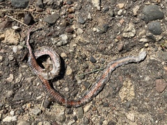 Storeria occipitomaculata