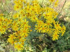 Jacobaea