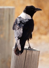 Corvus albus