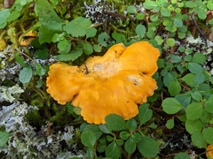 Cantharellus enelensis