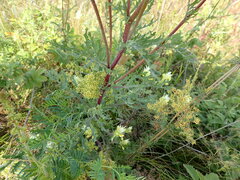 Jacobaea