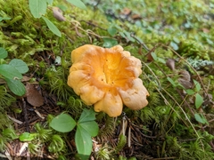 Cantharellus enelensis