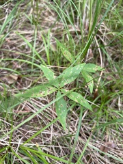 Lysimachia borealis
