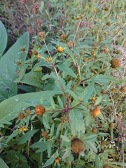 Bidens tripartita