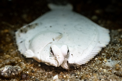 Pleuronichthys
