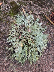 Artemisia borealis