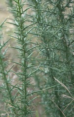 Ulex europaeus