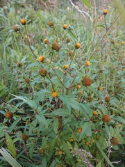 Bidens tripartita