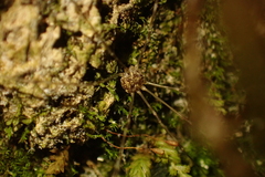 Amilenus aurantiacus
