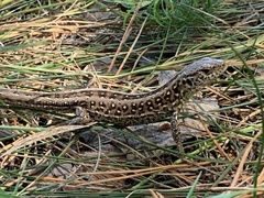 Lacerta agilis