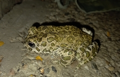 Bufotes viridis sitibundus