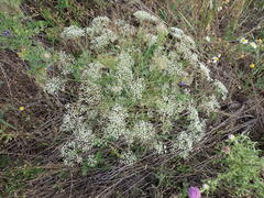 Falcaria vulgaris