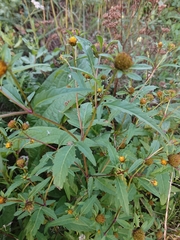 Bidens tripartita