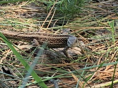Lacerta agilis