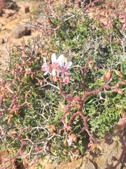 Pelargonium crithmifolium
