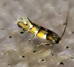 Chrysaster ostensackenella