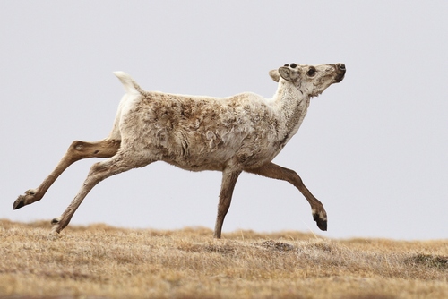 Porcupine Caribou photographed in Alaska