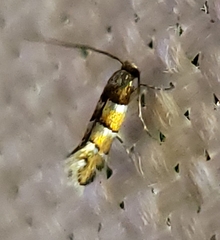 Chrysaster ostensackenella