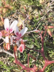 Pelargonium crithmifolium