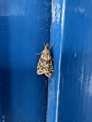 Eudonia truncicolella