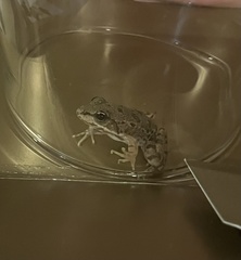 Pelophylax bedriagae